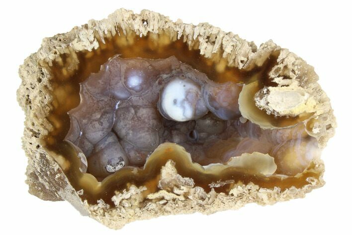 Agatized Fossil Coral Geode - Florida #188188